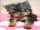 teacup yorkie